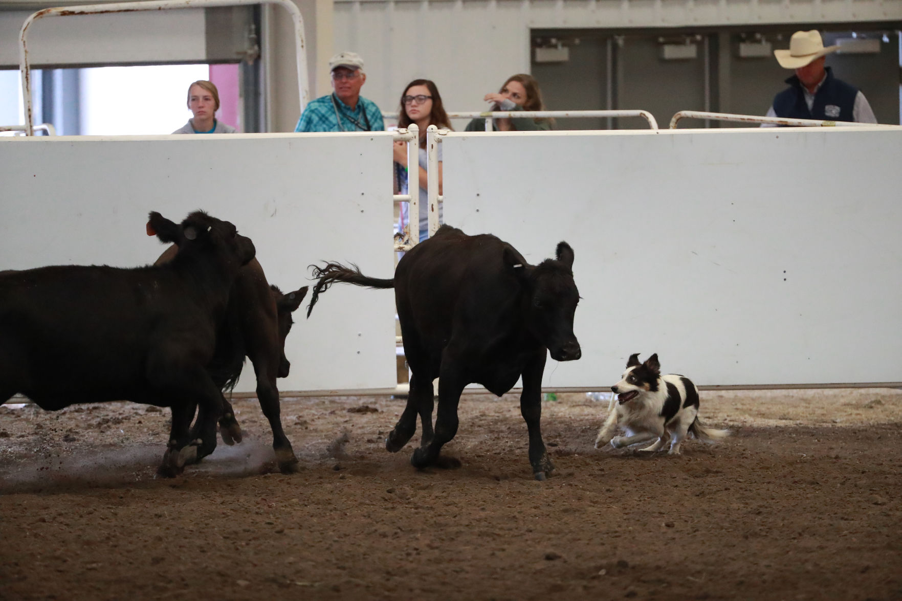 082819_StateFair0030_bjs.jpg